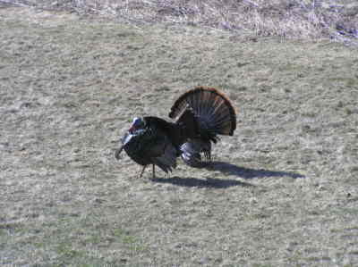Tom turkeys walking